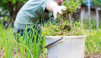 Things to do in your garden before the spring kicks in